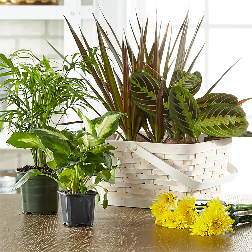 Florist Designed Blooming and Green Plants in a Basket – Waddington Blooms, Waddington NY
