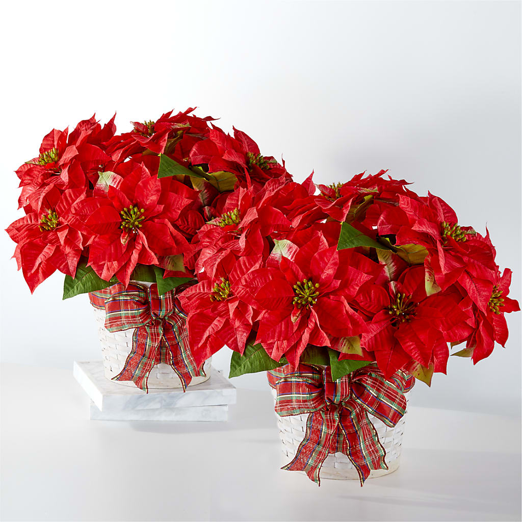 Happiest Holidays Poinsettia Bundle – Waddington Blooms, Waddington NY