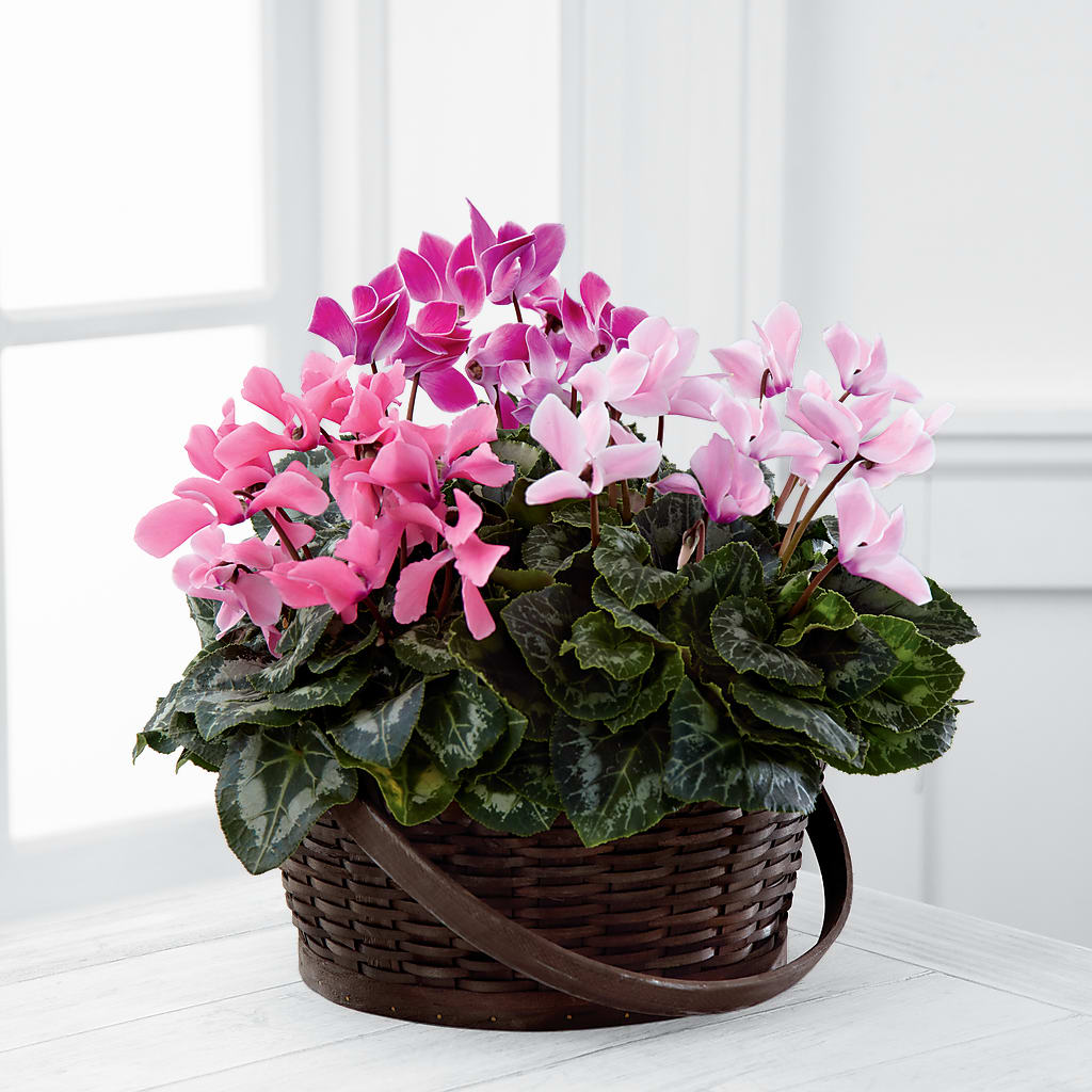Mixed Cyclamen Planter – Waddington Blooms, Waddington NY