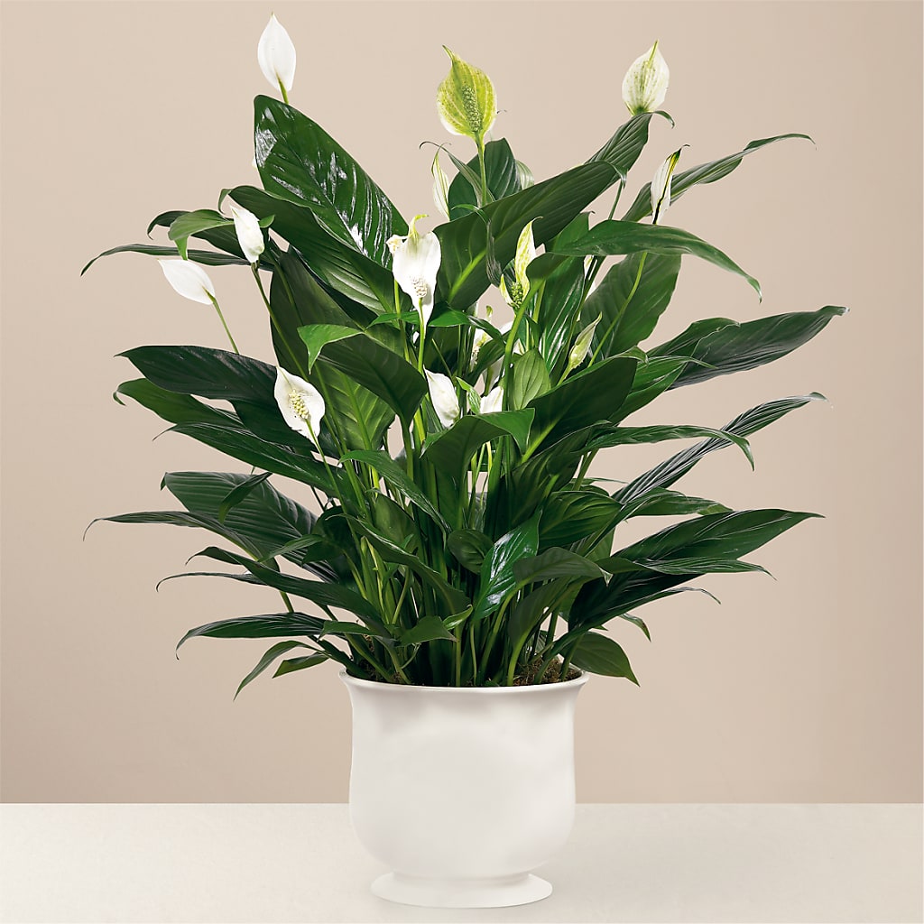 Comfort Planter – Waddington Blooms, Waddington NY