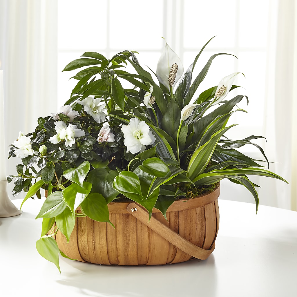 Serene Dishgarden – Waddington Blooms, Waddington NY
