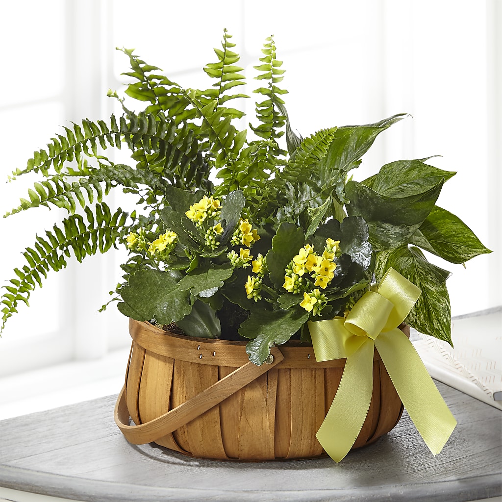 Always Dear Dishgarden – Waddington Blooms, Waddington NY