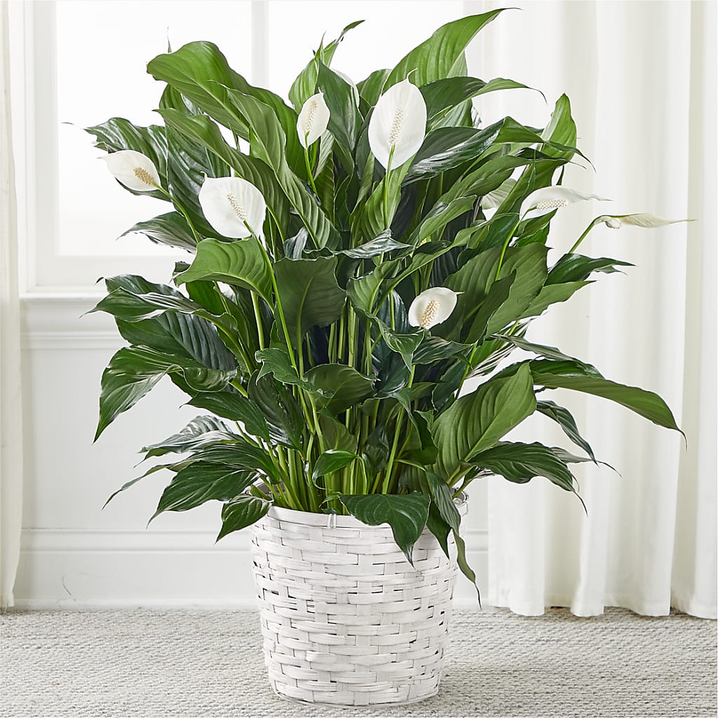 A New Leaf Peace Lily – Waddington Blooms, Waddington NY