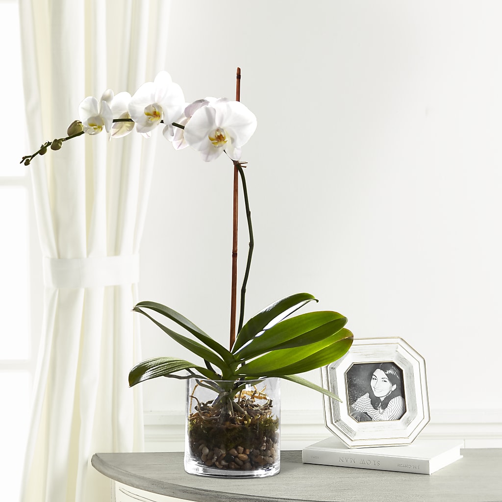 White Orchid Planter – Waddington Blooms, Waddington NY