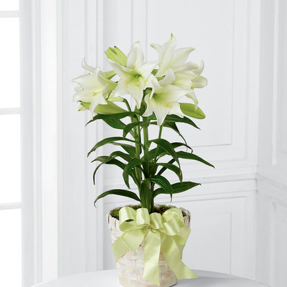 Easter Lily Plant –  Waddington Blooms, Waddington NY