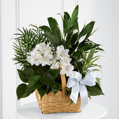 Peace & Serenity Dishgarden –  Waddington Blooms, Waddington NY
