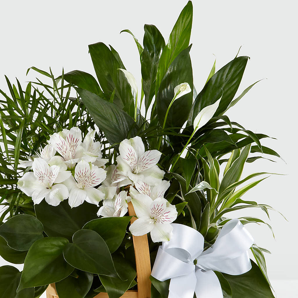Peace & Serenity Dishgarden –  Waddington Blooms, Waddington NY