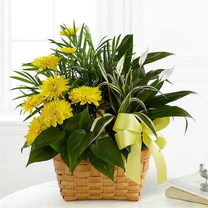 Loving Light Dishgarden –  Waddington Blooms, Waddington NY