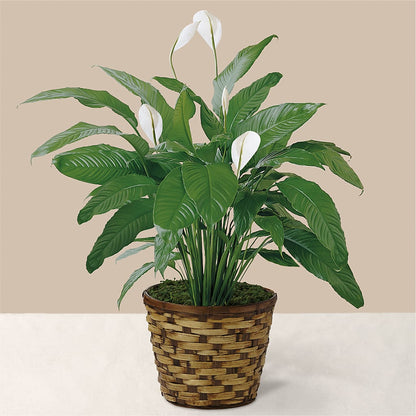Tranquil Moments Peace Lily Plant –  Waddington Blooms, Waddington NY