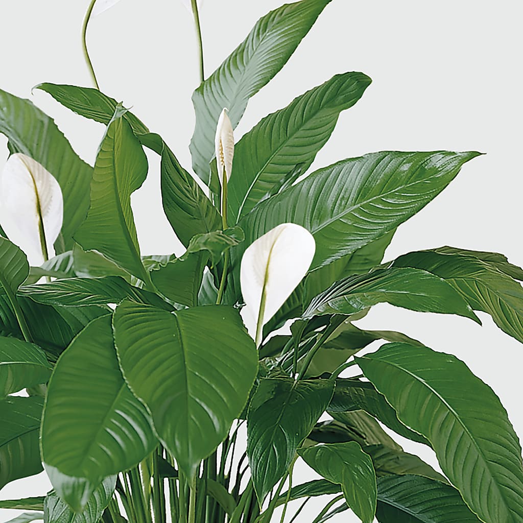 Tranquil Moments Peace Lily Plant –  Waddington Blooms, Waddington NY