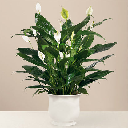 Comfort Planter –  Waddington Blooms, Waddington NY
