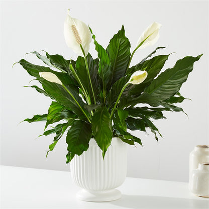Comfort Planter –  Waddington Blooms, Waddington NY