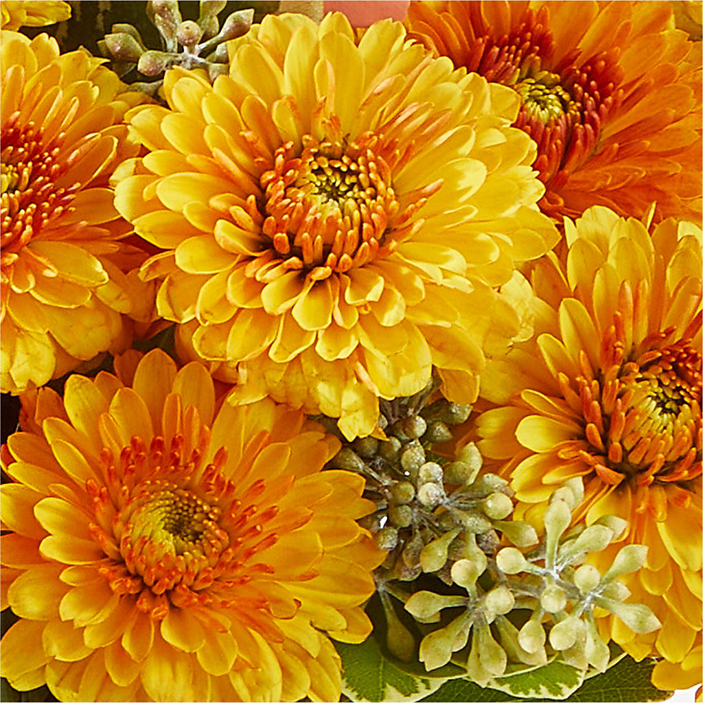 Peachy Pumpkin –  Waddington Blooms, Waddington NY