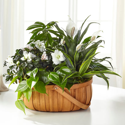 Serene Dishgarden –  Waddington Blooms, Waddington NY