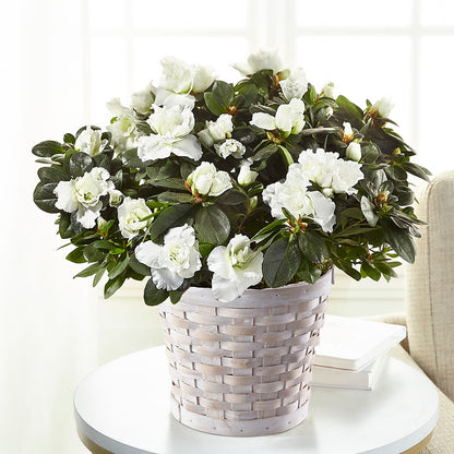 White Azalea Plant –  Waddington Blooms, Waddington NY