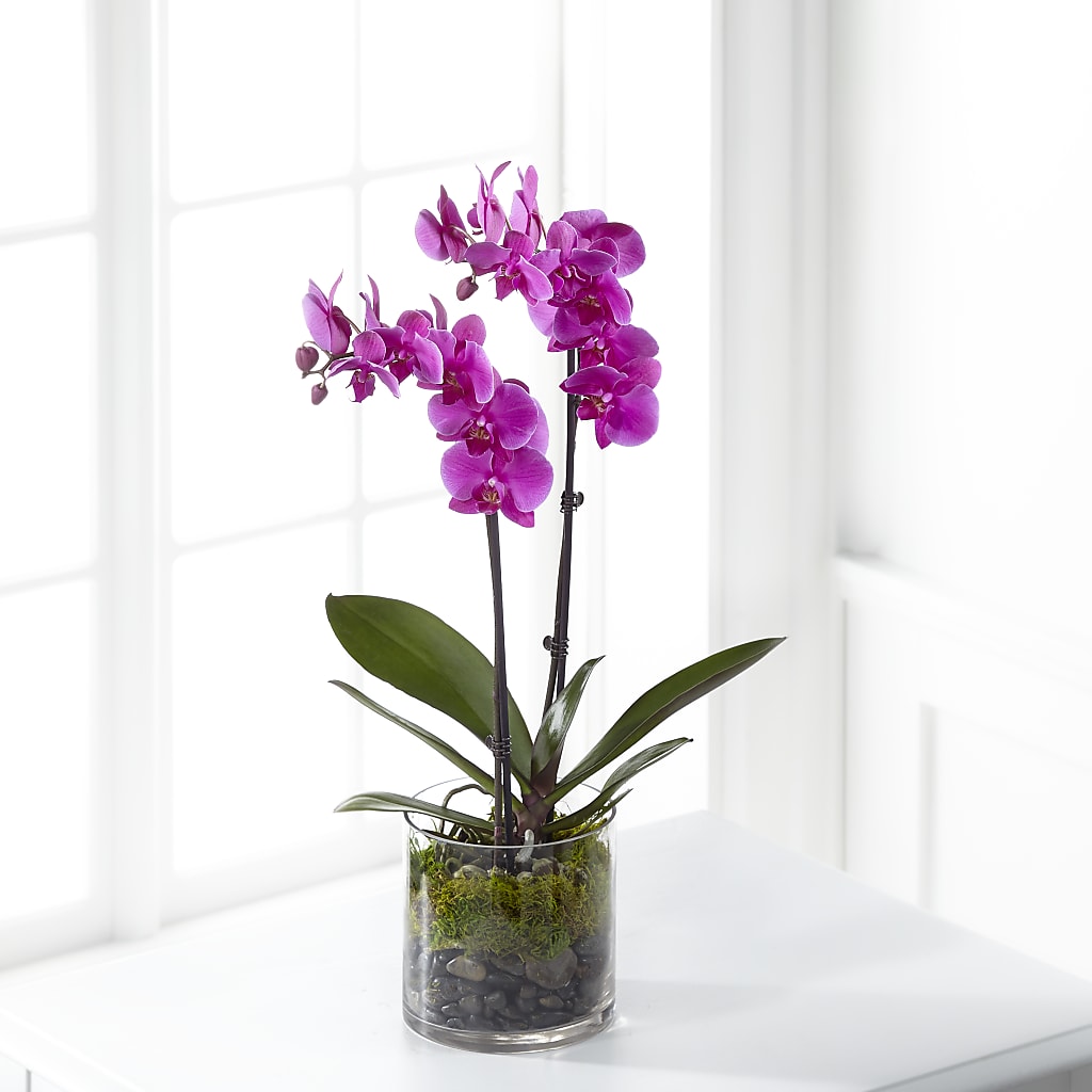 Waddingtons Pink Pink Orchid Plant – flower arrangement | Waddington, NY | Waddington Blooms