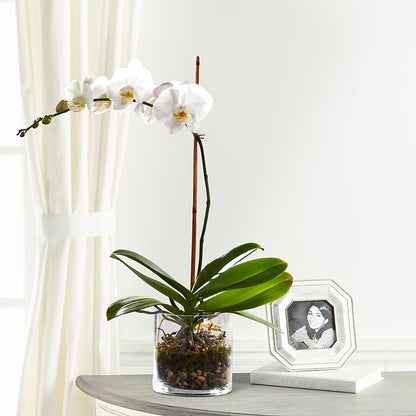 White Orchid Planter –  Waddington Blooms, Waddington NY
